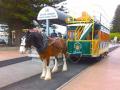 Victor Harbour - Horse drawn tram